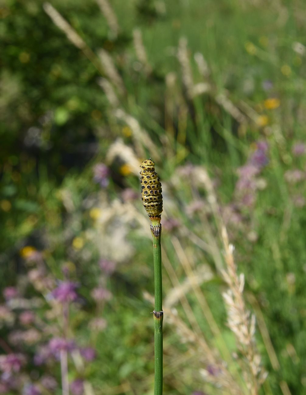 Image of Equisetum fluviatile specimen.