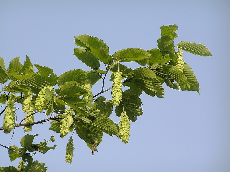 Изображение особи Carpinus cordata.