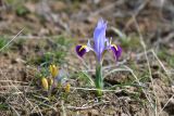 Iridodictyum kolpakowskianum. Цветущее растение (слева расцветающие Gagea). Казахстан, Алматинская обл., Жамбылский р-н, уроч. Унгыртас, степной склон. 17 марта 2023 г.