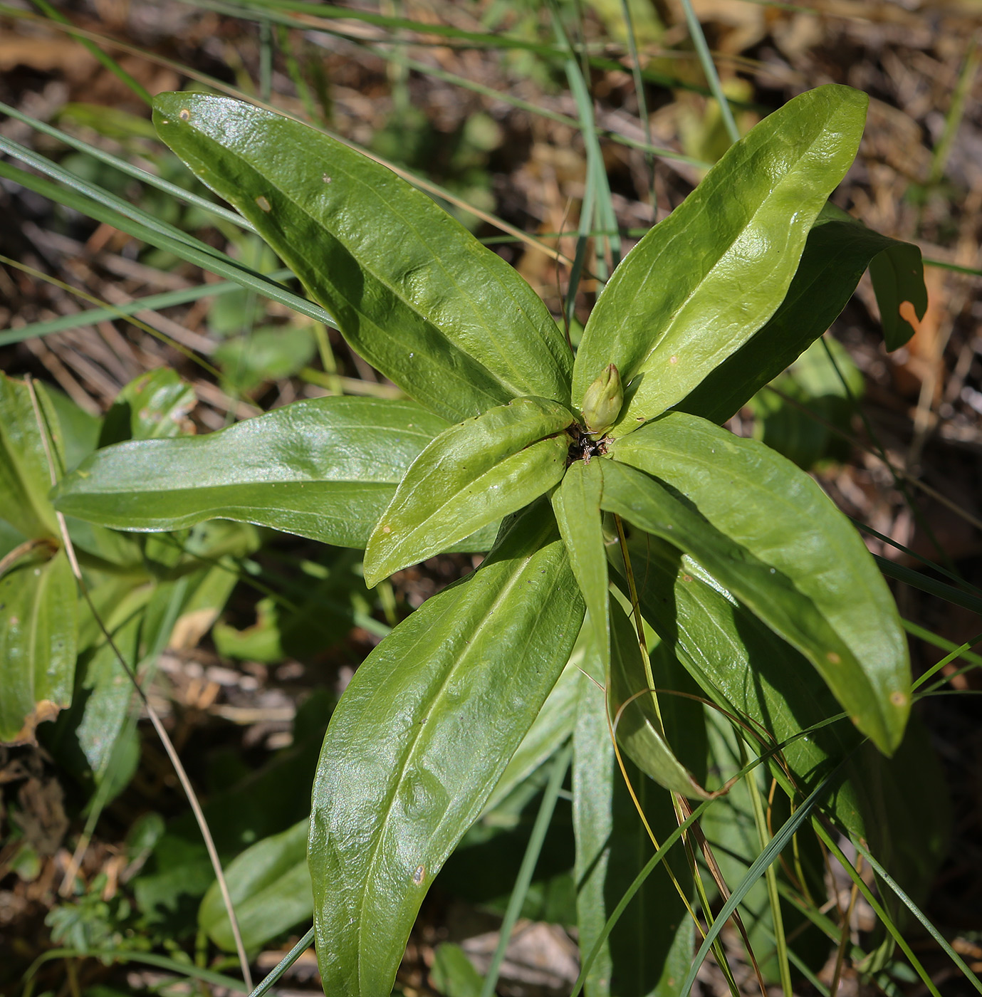 Image of Gentiana cruciata specimen.