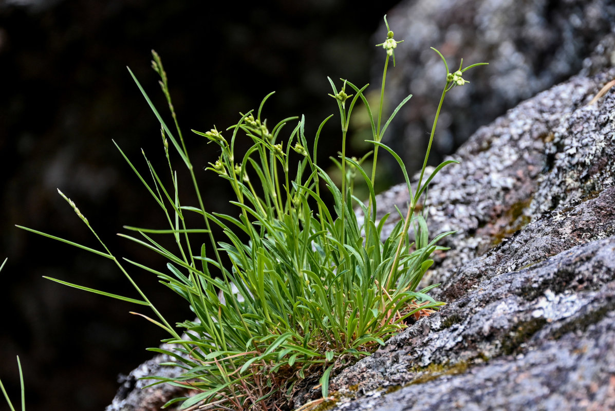 Image of genus Silene specimen.