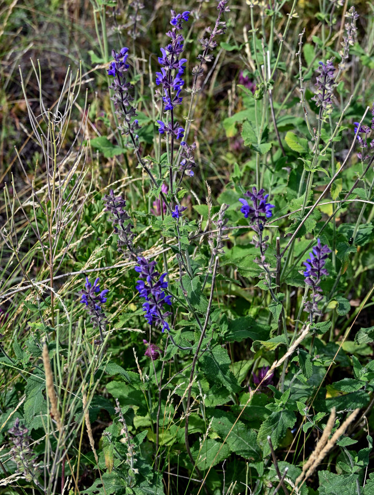 Изображение особи Salvia stepposa.