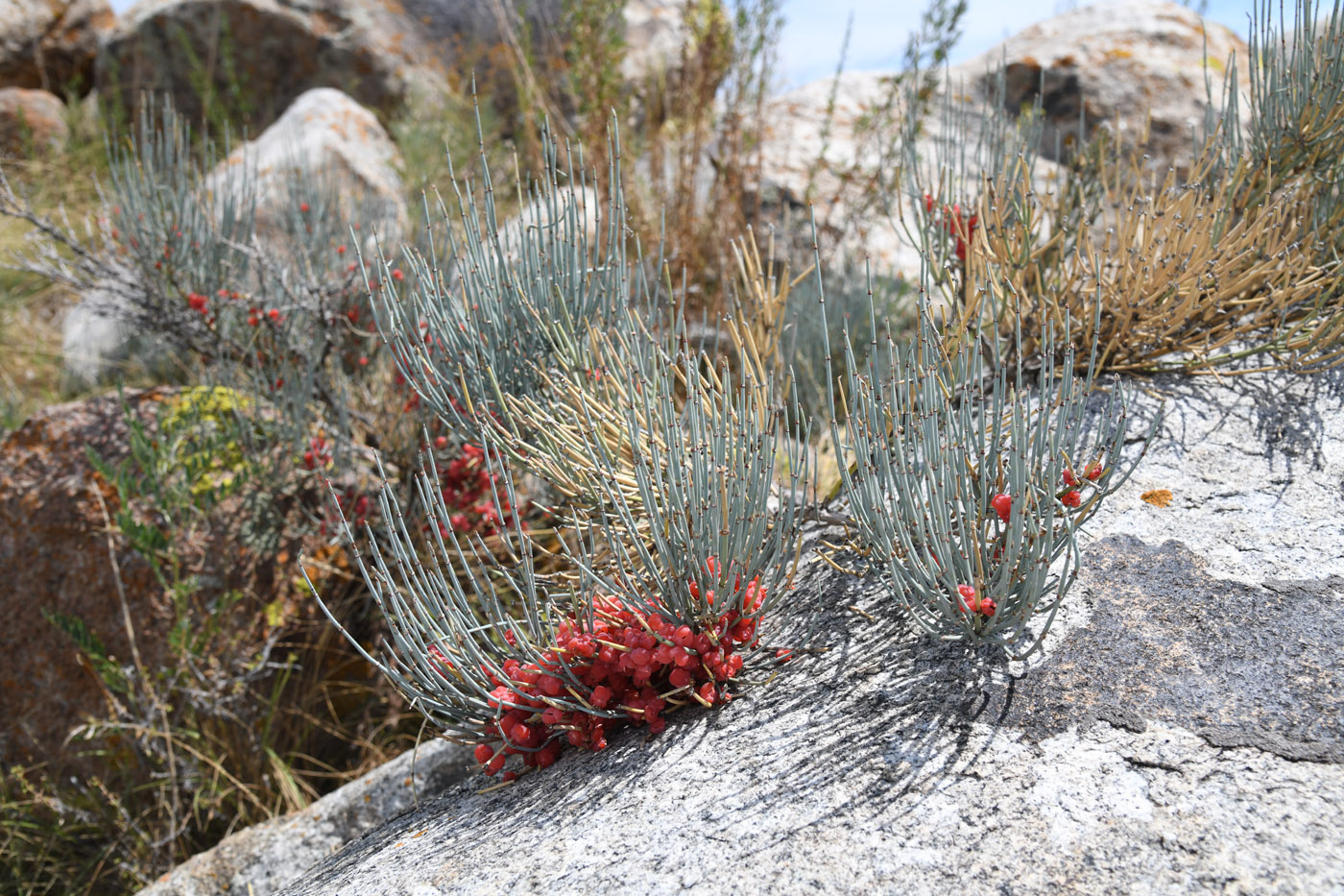 Image of Ephedra intermedia specimen.