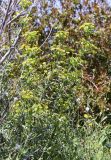 Euphorbia biumbellata. Цветущие и плодоносящие растения. Испания, автономное сообщество Каталония, провинция Жирона, комарка Баш Эмпорда, муниципалитет Калонже, кромка пашни. 01.04.2024.