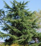 Cedrus deodara