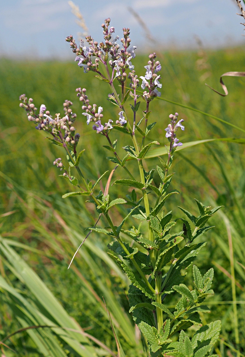Изображение особи Nepeta nuda.