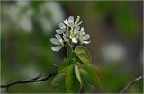 Amelanchier spicata