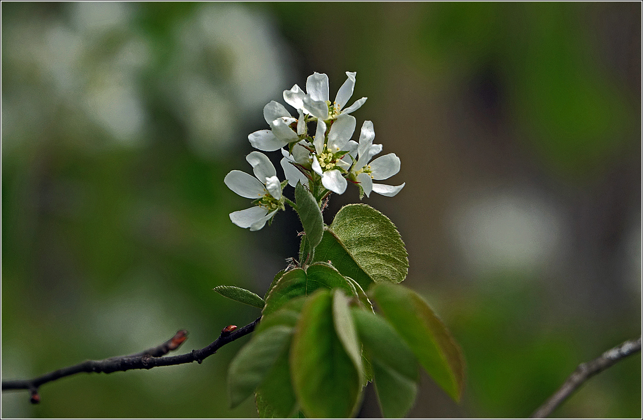 Image of Amelanchier spicata specimen.