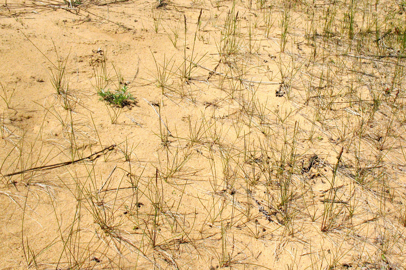 Image of Poa angustifolia specimen.