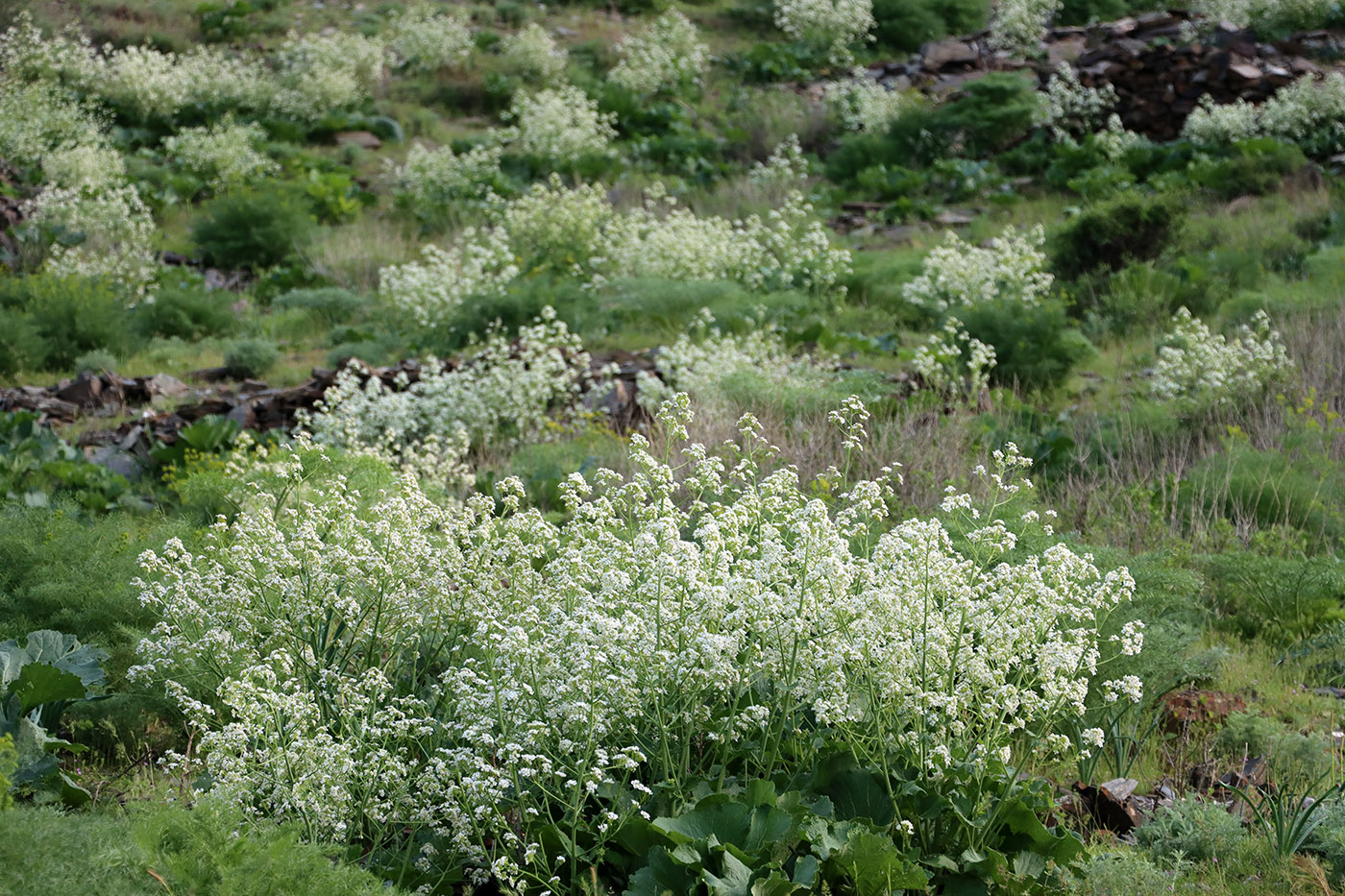 Image of Crambe kotschyana specimen.