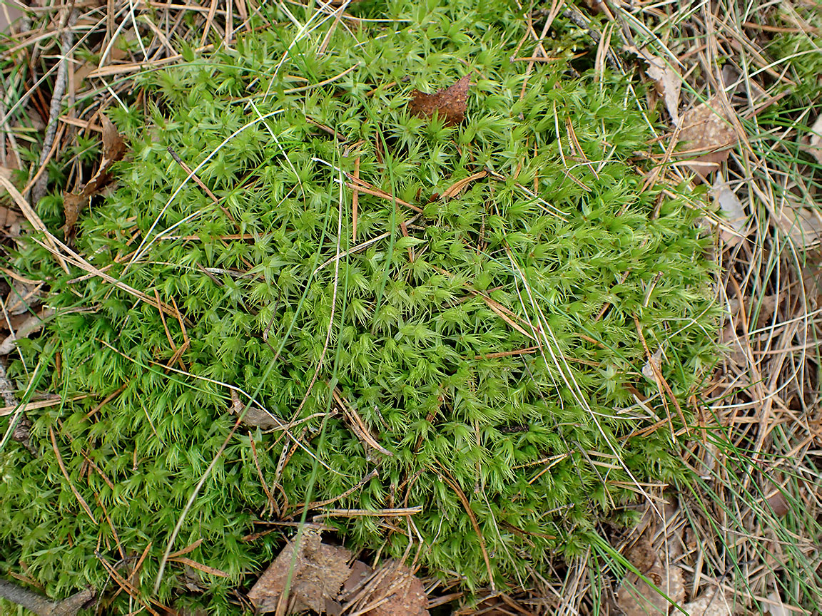 Image of Dicranum polysetum specimen.