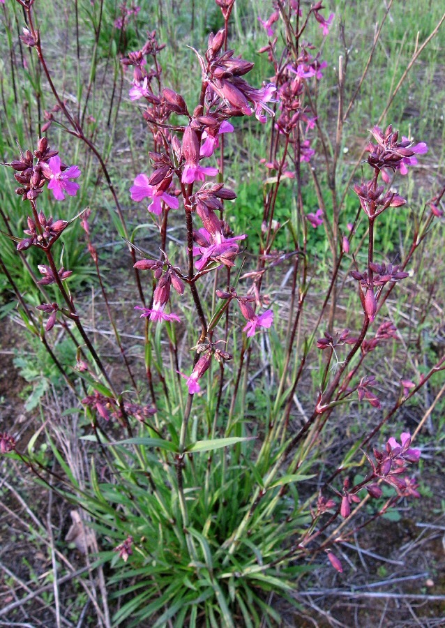 Image of Viscaria vulgaris specimen.