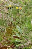 Hieracium prolixiforme. Цветущее растение. Мурманская обл., окр. г. Заозёрск, высота 314.9, долинка тектонического разлома, нивальная луговина. 01.08.2022.