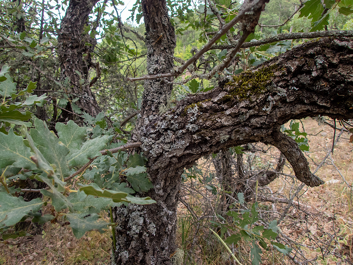Image of Quercus pubescens specimen.