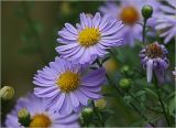 Symphyotrichum × versicolor. Соцветия. Московская обл., Раменский р-н, окр. дер. Хрипань, садовый участок. 27.09.2024.