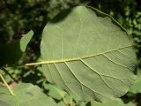 Cotinus coggygria