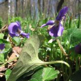 Viola × vindobonensis. Цветущее растение. Смоленская обл., Смоленский р-н, пос. Каспля. 01.05.2009.