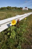 Helianthus annuus