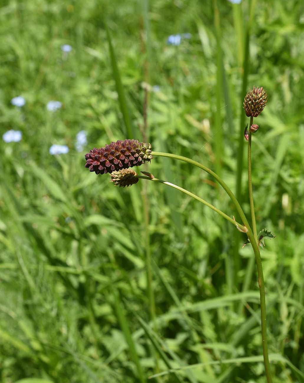 Изображение особи Sanguisorba officinalis.