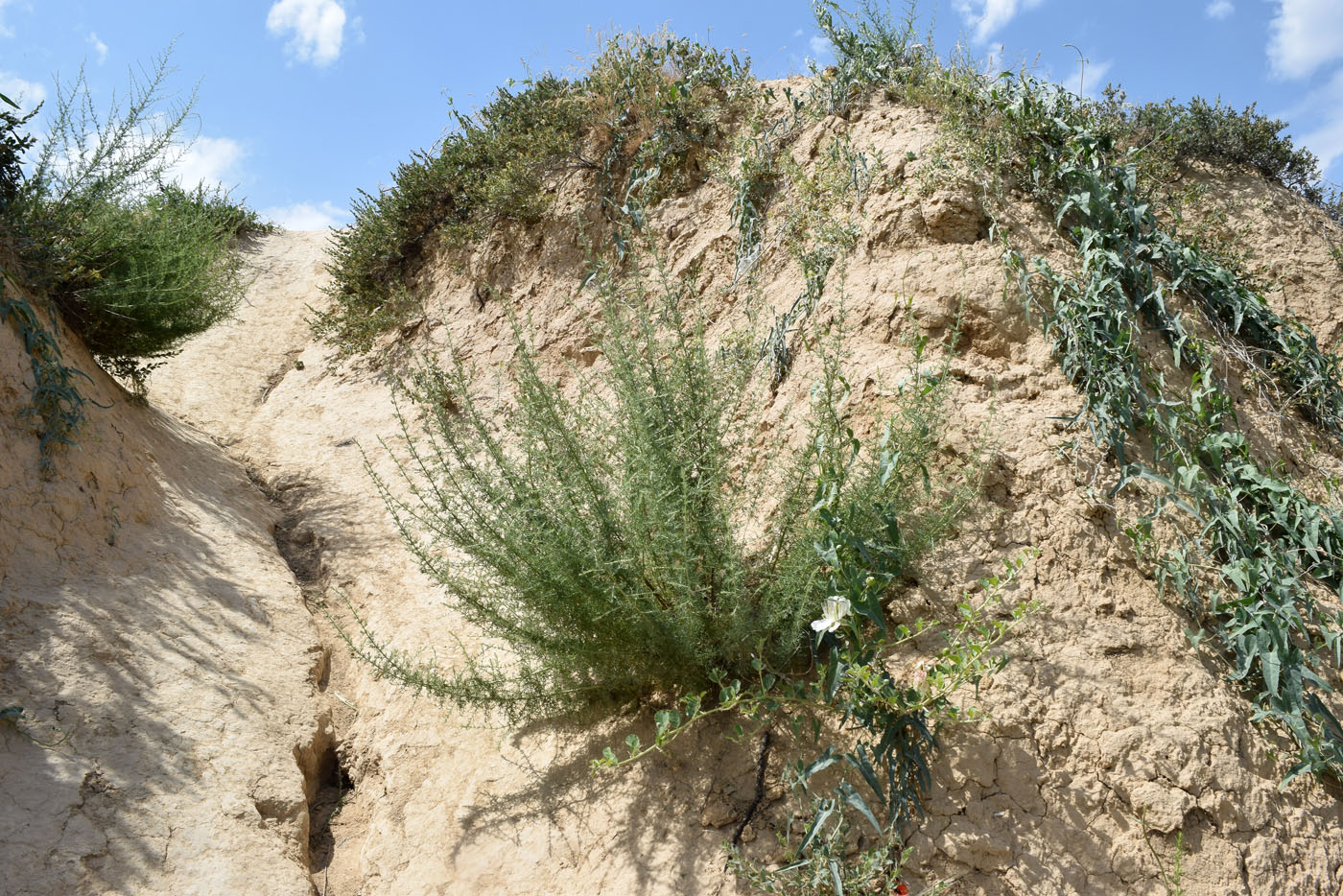 Image of Artemisia serotina specimen.