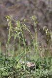 Arabidopsis thaliana. Цветущие и плодоносящие растения. Крым, Севастополь, окр. с. Резервное, поляна в шибляке. 09.04.2025.