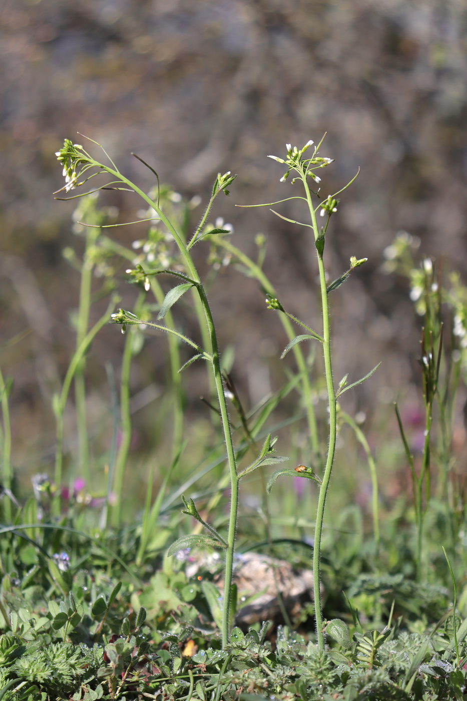 Изображение особи Arabidopsis thaliana.