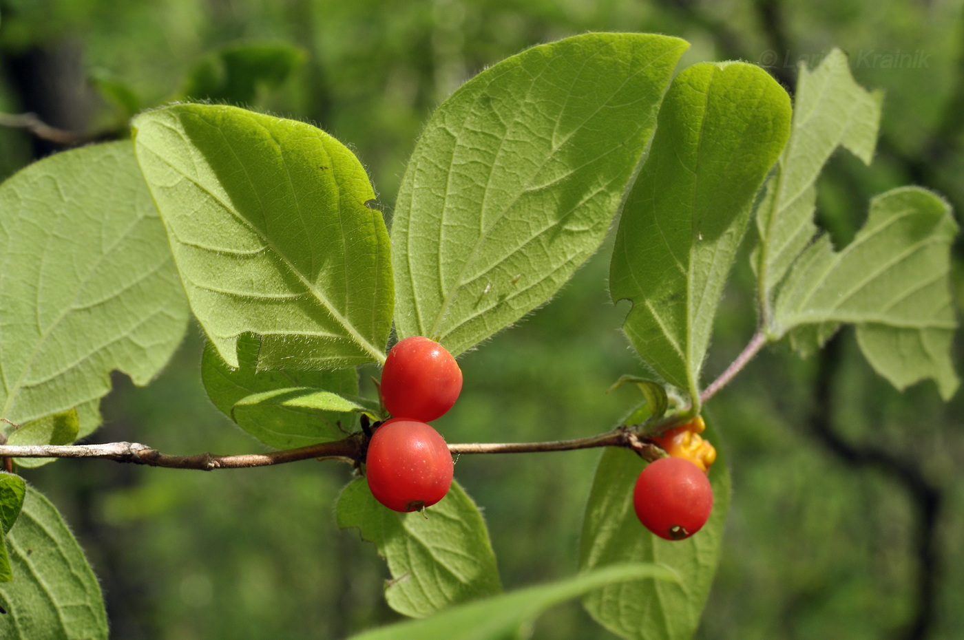 Image of Lonicera praeflorens specimen.