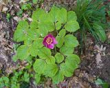Paeonia caucasica