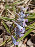 Corydalis turtschaninovii. Соцветие. Хабаровский край, окр. г. Комсомольск-на Амуре, дол. р. Силинка. 07.05.2025.