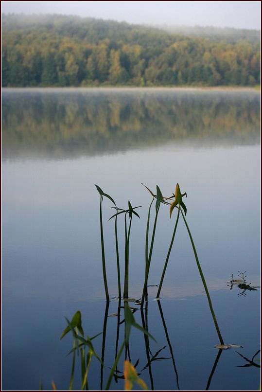 Изображение особи Sagittaria sagittifolia.