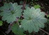 Cortusa matthioli. Листья. Кунгурский р-н, окр. с. Плехановское, окр. оз. Осиновое, хвойный лес, каменистый овраг. 25.05.2025.