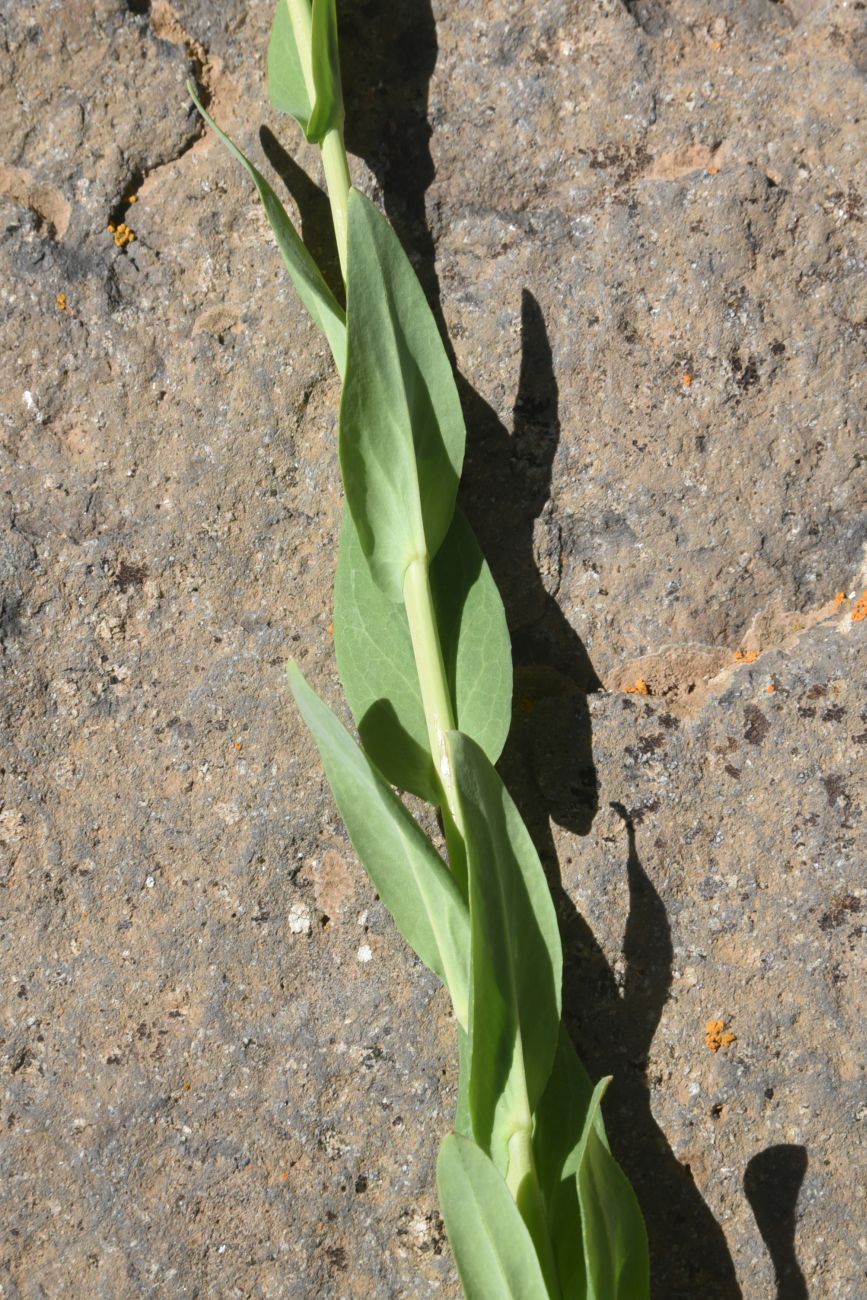 Image of Turritis glabra specimen.