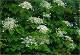 Hydrangea petiolaris. Верхушки побегов с соцветиями. Московская обл., Раменский р-н, окр. дер. Хрипань, садовый участок. 15.06.2025.