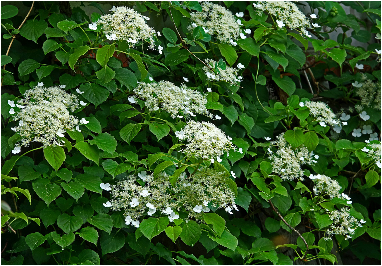 Image of Hydrangea petiolaris specimen.