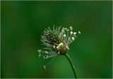 Plantago lanceolata