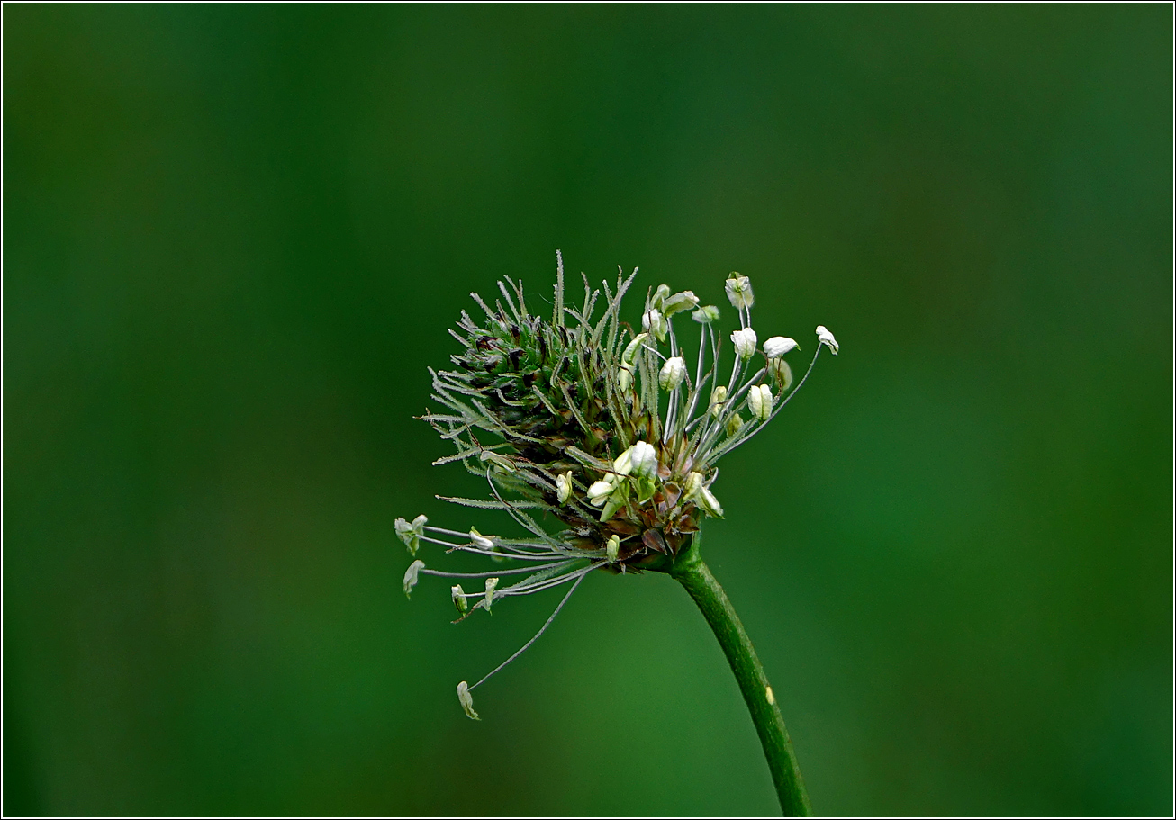 Изображение особи Plantago lanceolata.