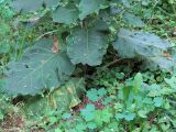 Arctium lappa