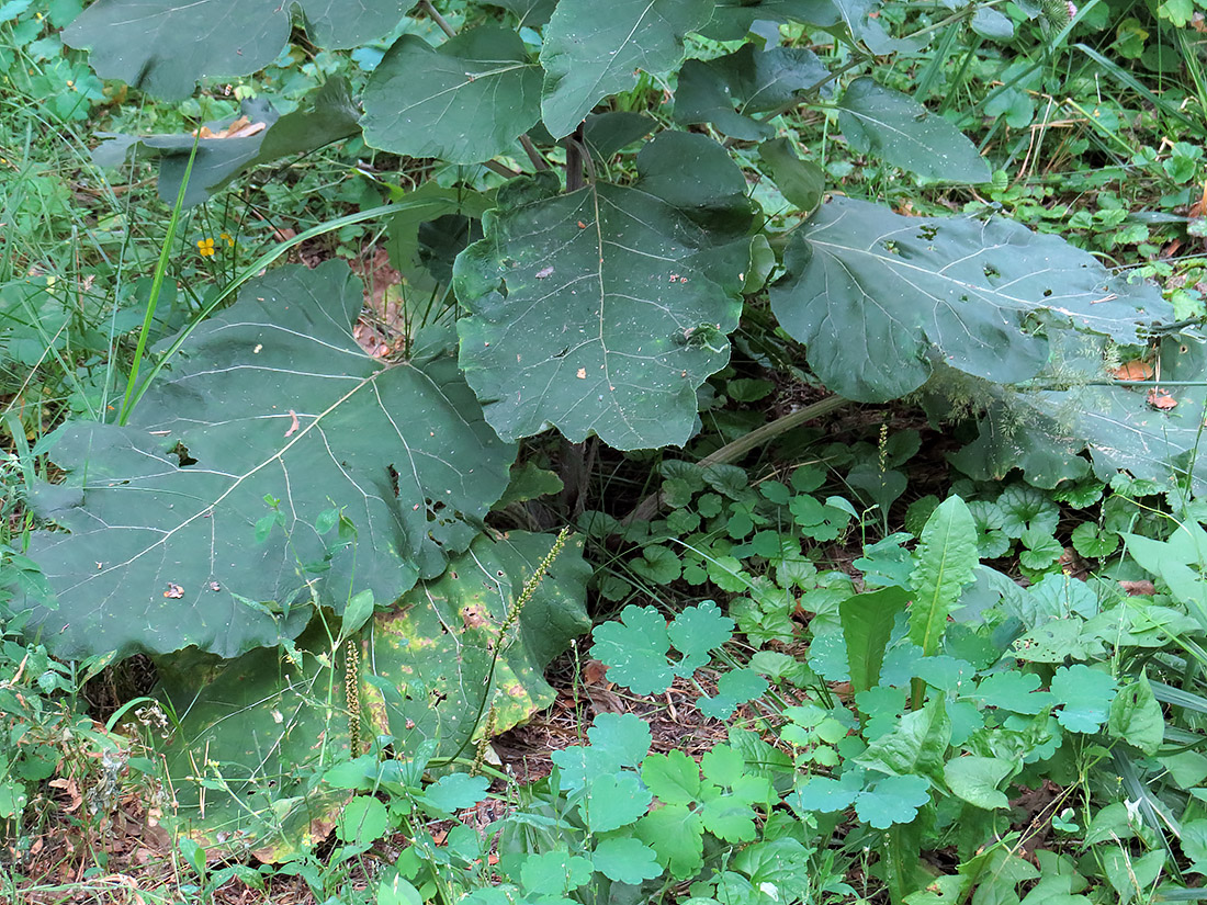 Image of Arctium lappa specimen.