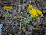 Picris hieracioides. Верхушка цветущего растения. Татарстан, Агрызский р-н, с. Красный Бор, берёзовая роща. 09.08.2025.