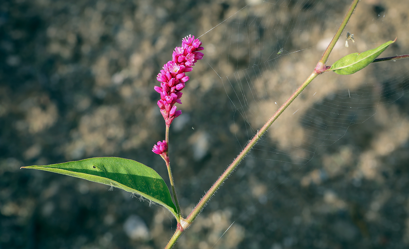 Изображение особи Persicaria orientalis.
