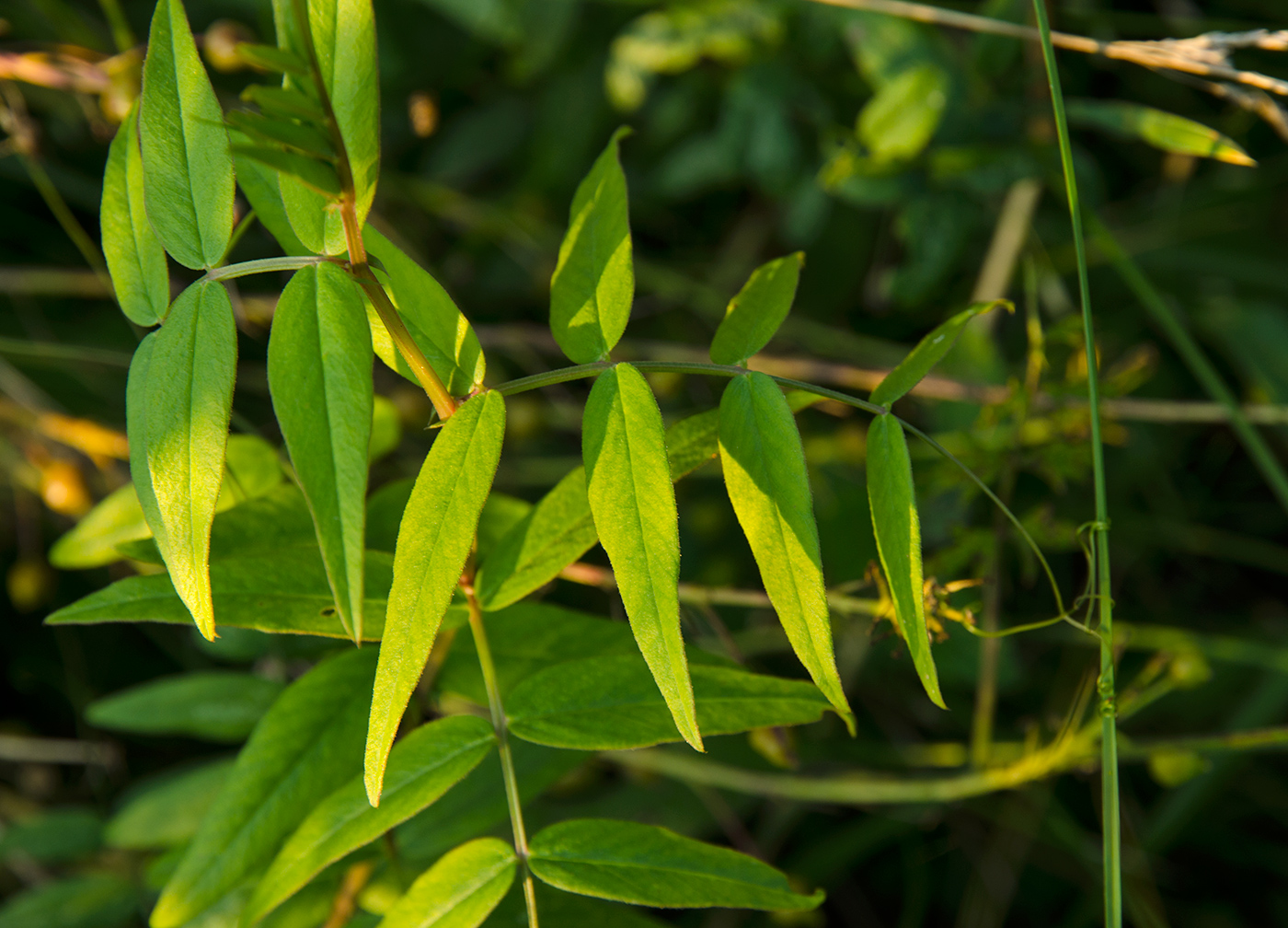 Изображение особи семейство Fabaceae.