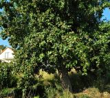 род Pyrus. Нижняя часть плодоносящего растения. Испания, Галисия, пров. Понтеведра, г. Кангас. Июль.