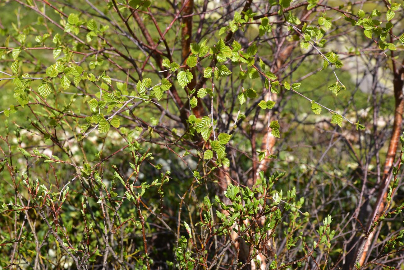 Изображение особи род Betula.