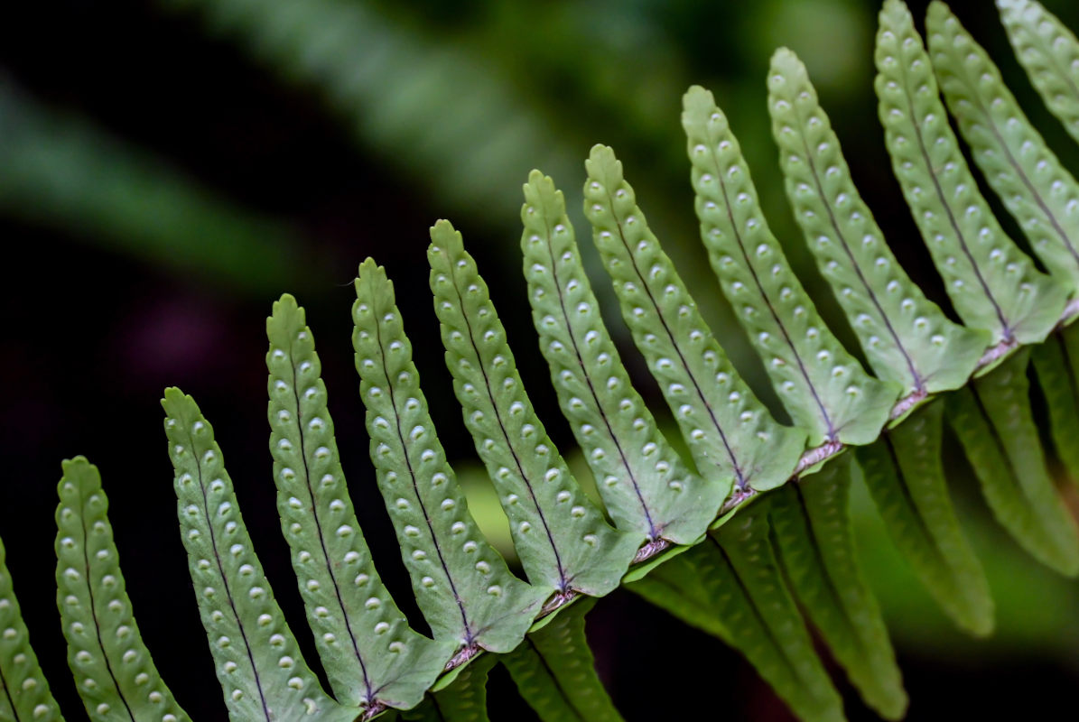 Image of Nephrolepis cordifolia specimen.
