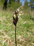 Sesleria caerulea. Соцветие. Ленинградская обл., Гатчинский р-н, окр. пос. Пудость, берег р. Ижора, луг. 21.05.2025.
