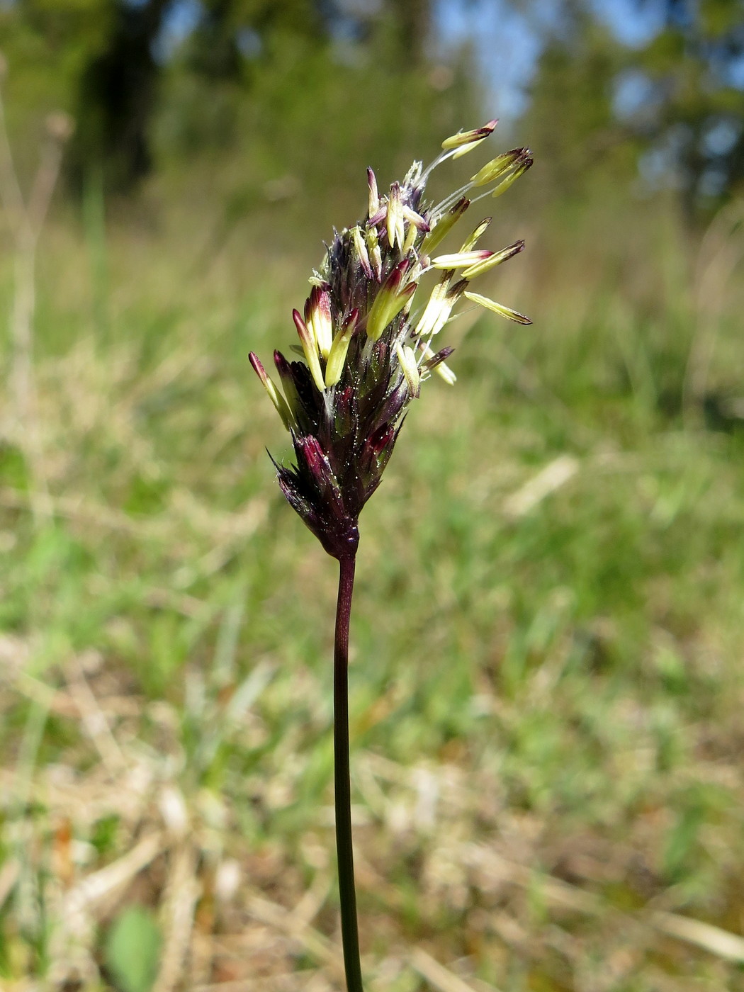 Изображение особи Sesleria caerulea.