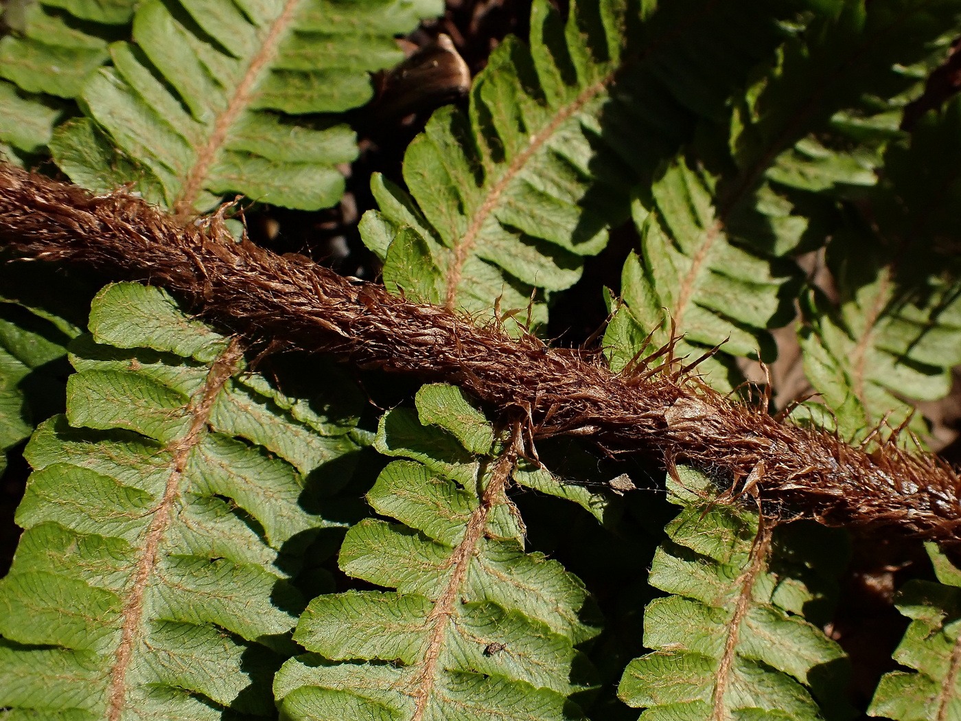 Image of Dryopteris crassirhizoma specimen.