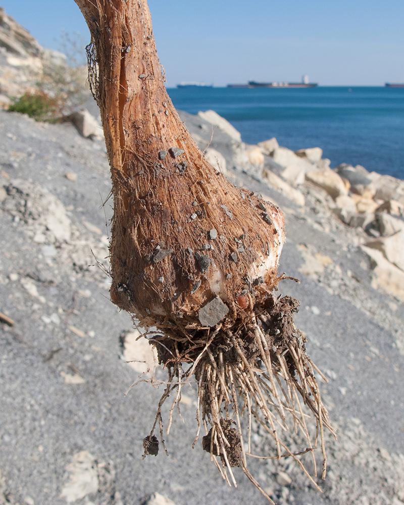 Изображение особи Allium atroviolaceum.