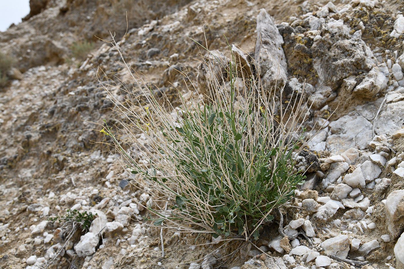 Image of Sisymbrium isfarense specimen.