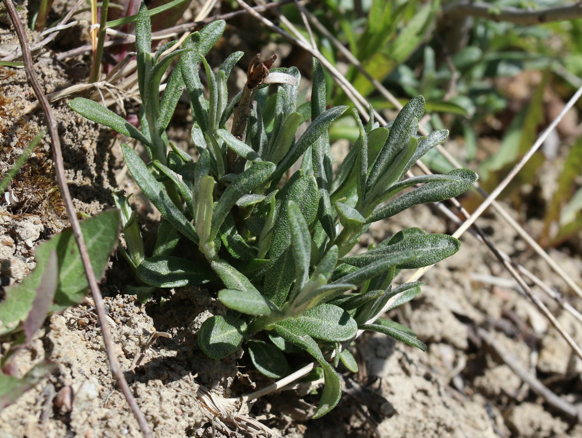 Image of Hippophae rhamnoides specimen.